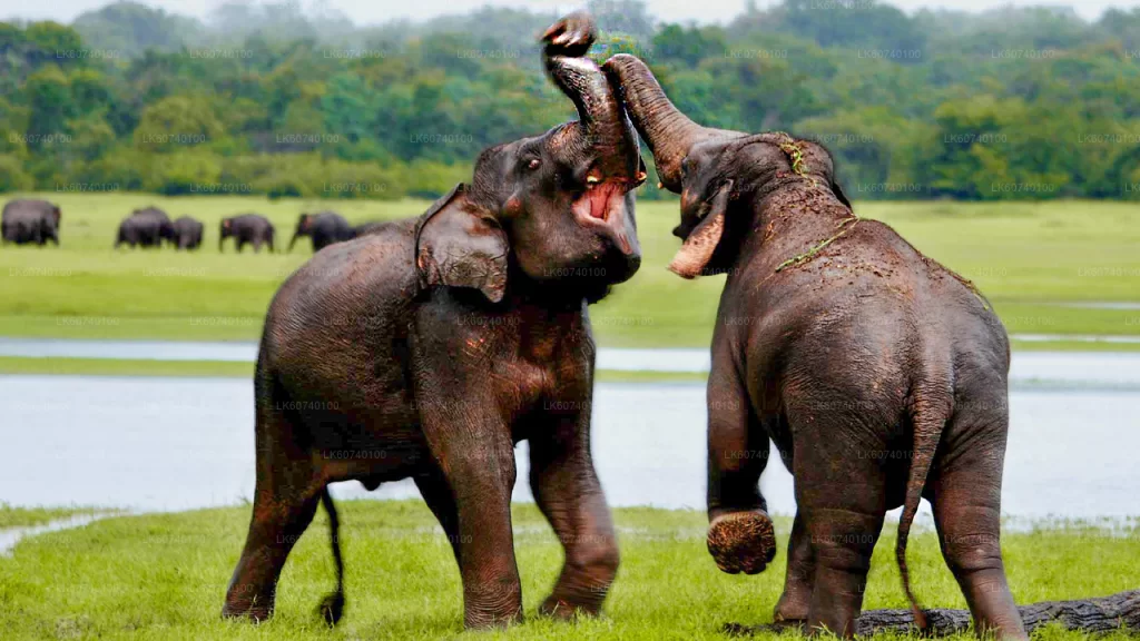 Udawalawe National Park: A Wildlife Safari Adventure Near Tangalle