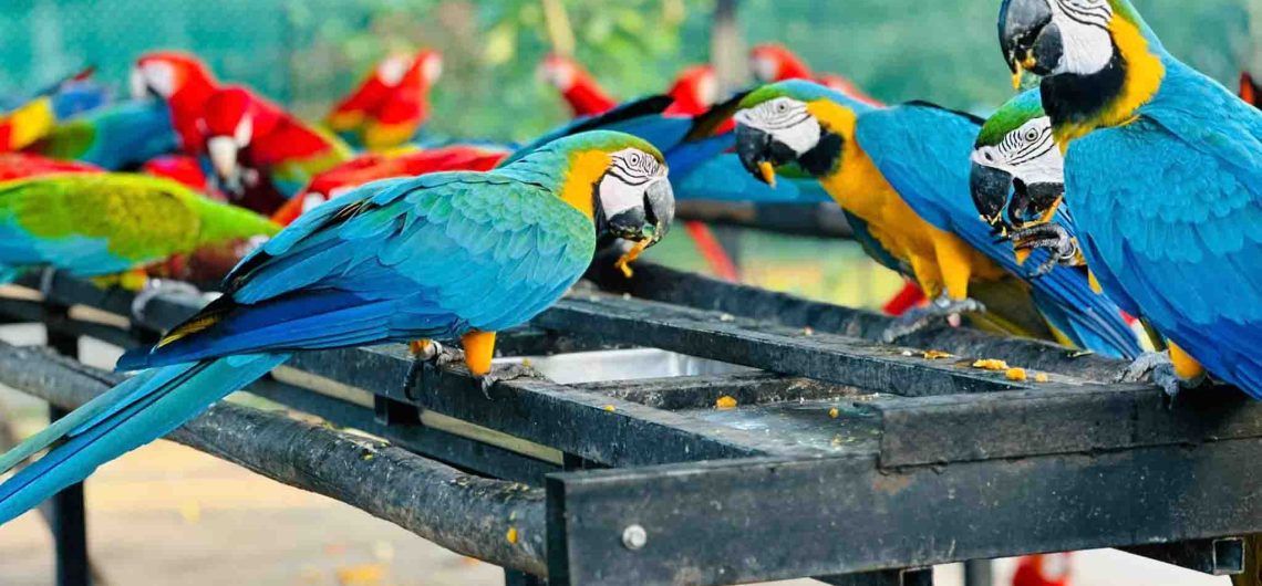 Hambantota Birds Park and Ridiyagama Safari Park